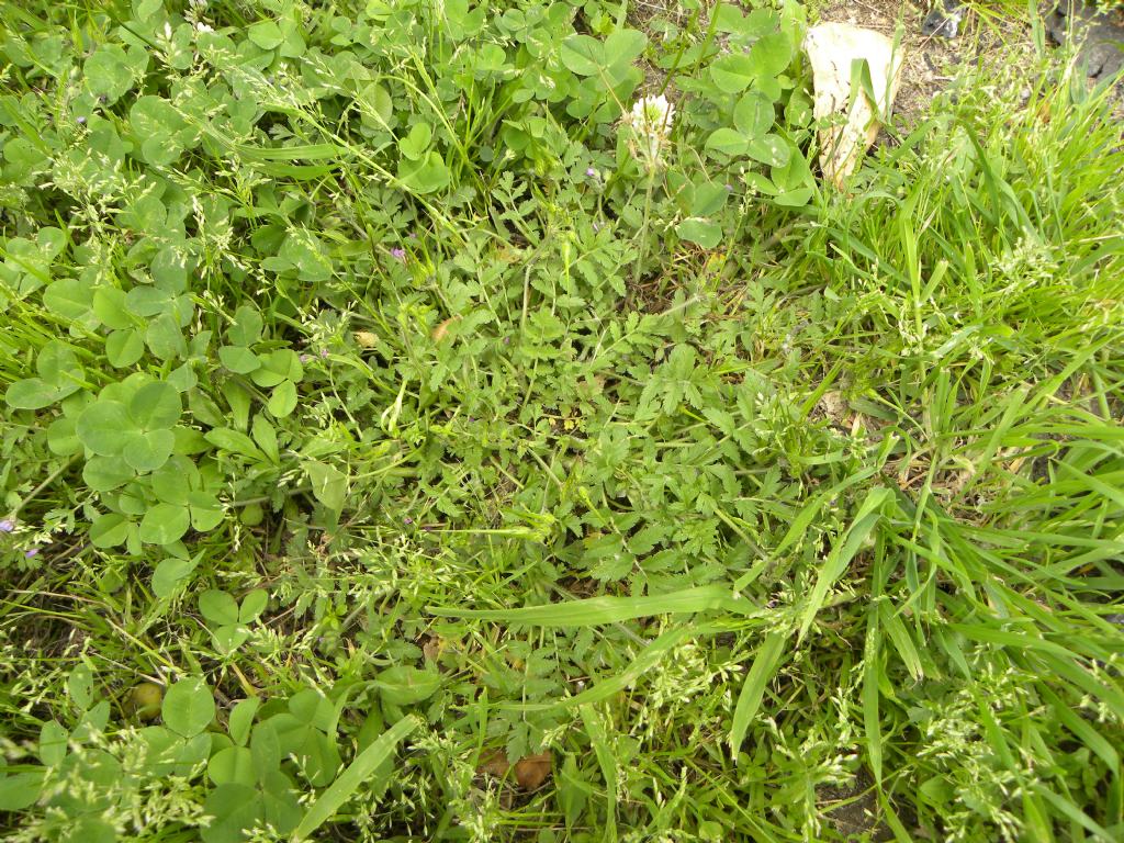 Erodium cicutarium o ciconium?  Erodium cicutarium